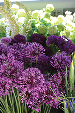 Allium Purple Sensation